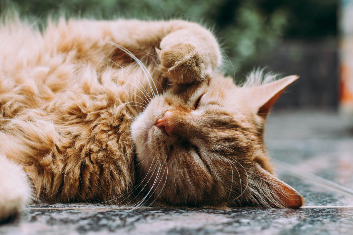 Cat Supplies
