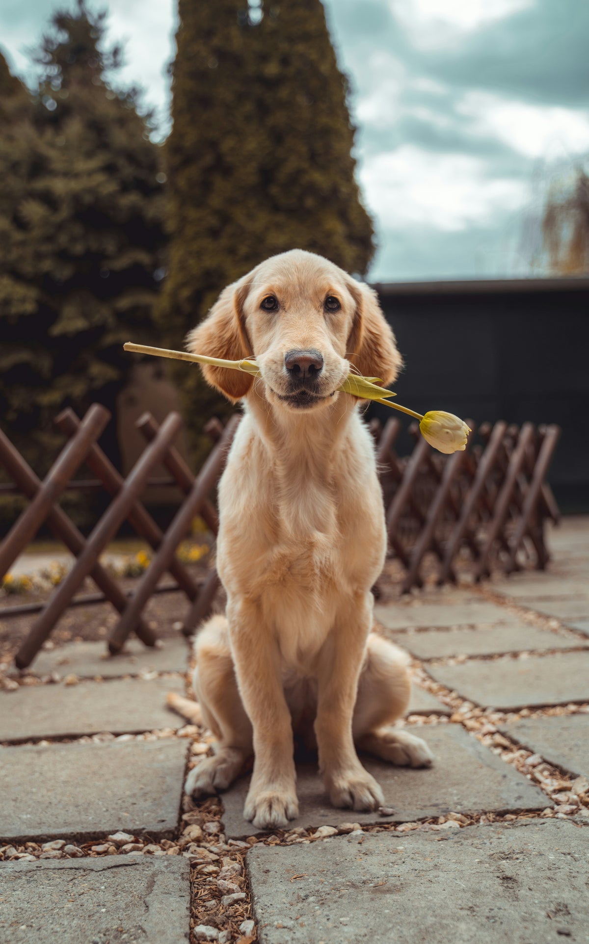 Dog Supplies